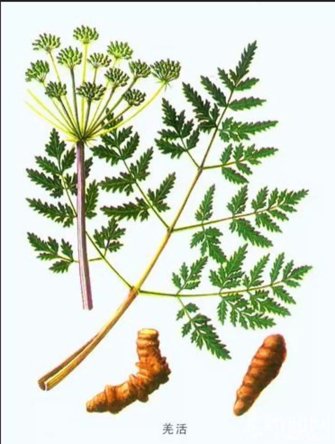 小药仙课堂丨隆冬将至,驱寒祛湿在当下_防风