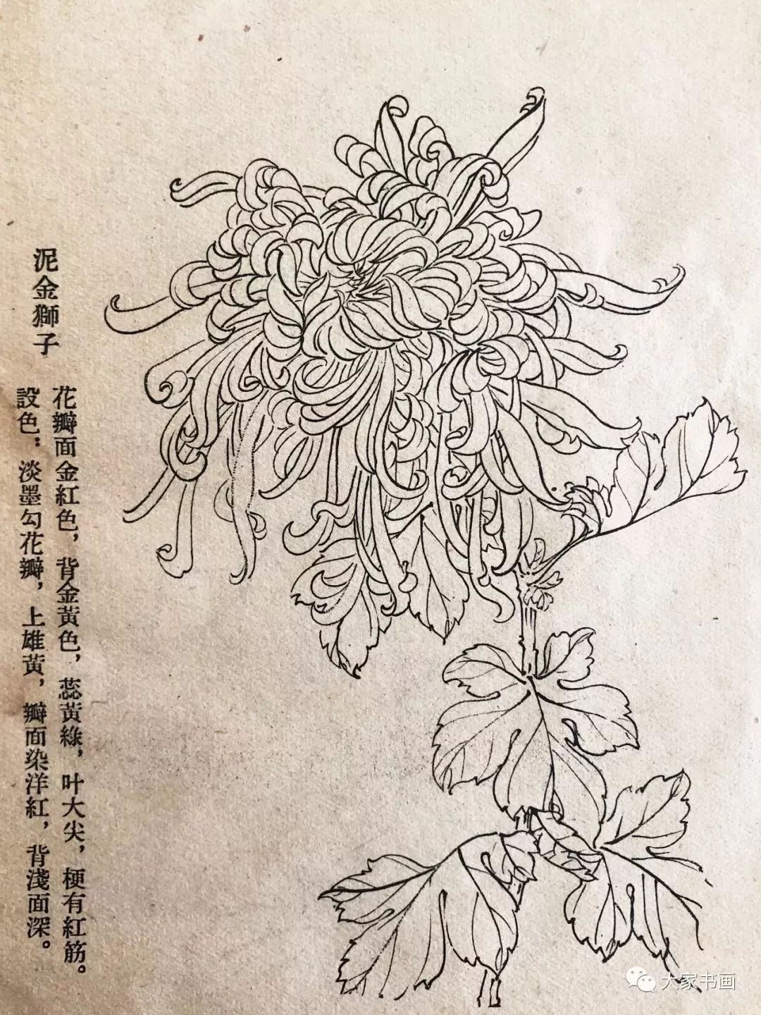 学习国画好资料六十种菊花白描图