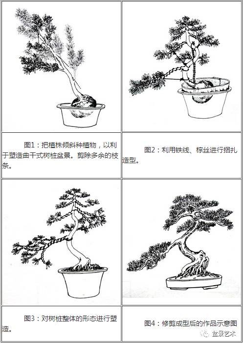 罗汉松造型教程设计图图片