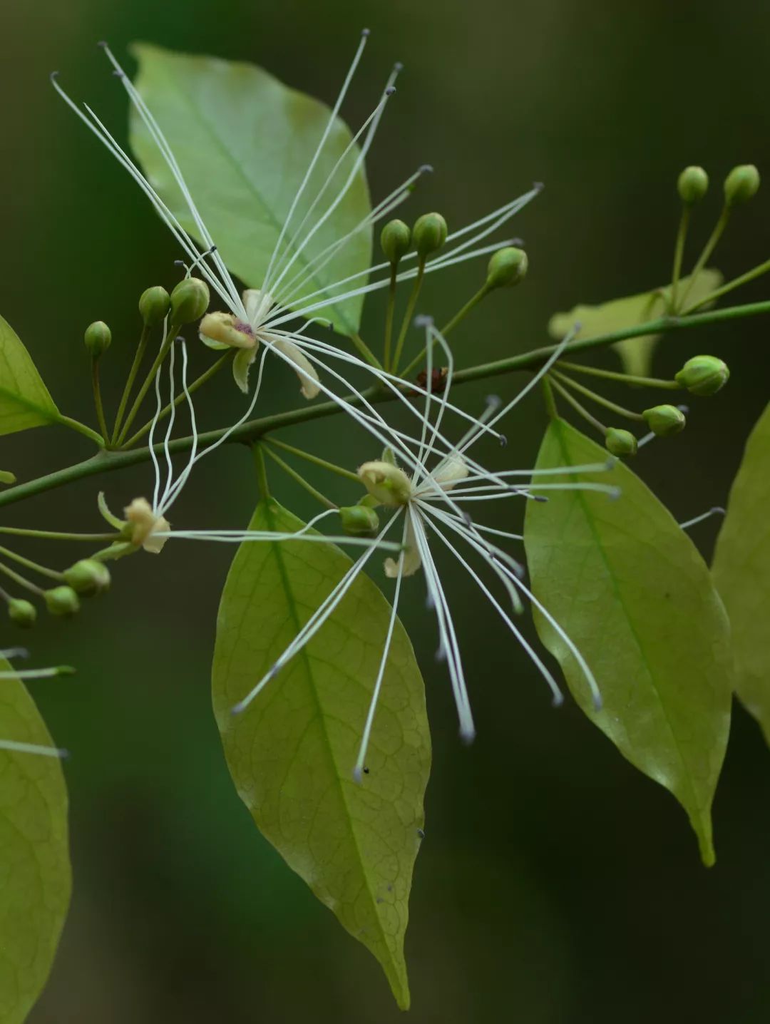 中华读书报2019年度学者刘华杰
