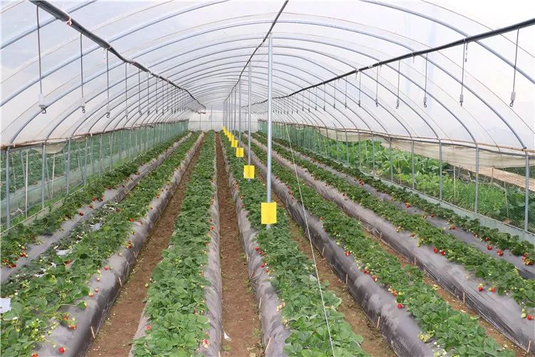 云南小花推荐的西华草莓来了,还不快买它!买它!买它!_昆明