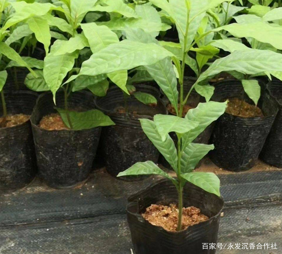 黃晶果樹苗的栽植要點