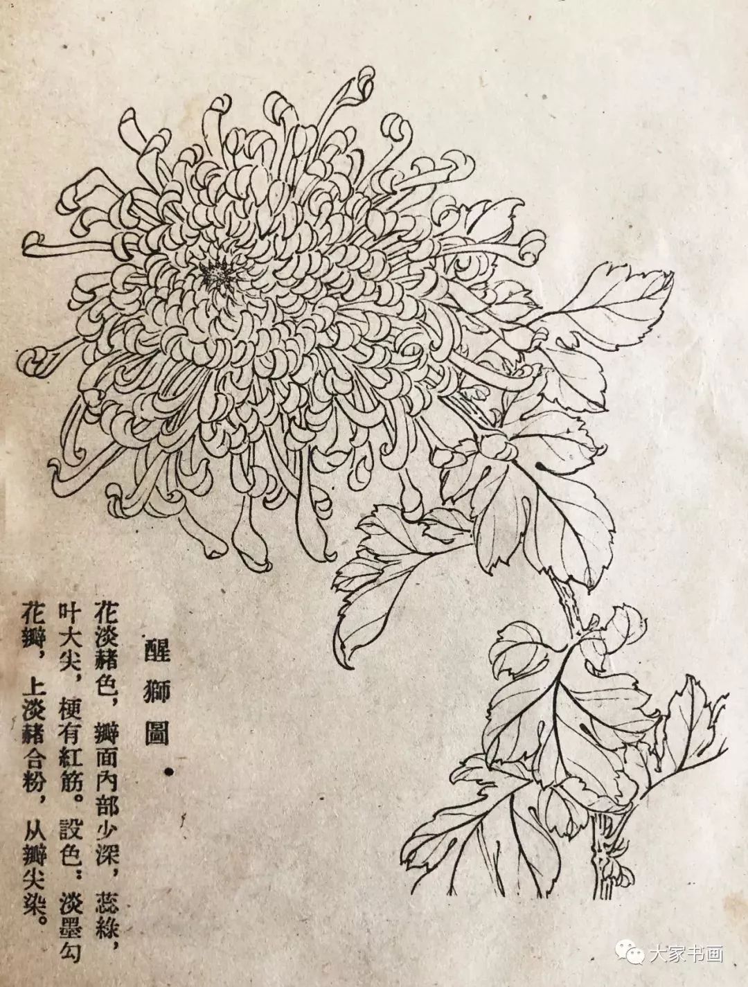 學習國畫好資料六十種菊花白描圖