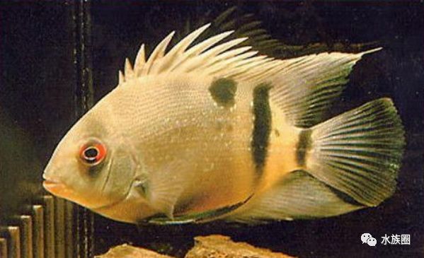 中南美洲慈鲷饲养环境_美洲慈鲷水族箱造景_珊瑚慈鲷与