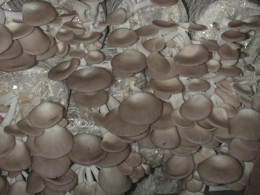 杏鲍菇这个做法怎么样吃都好吃!