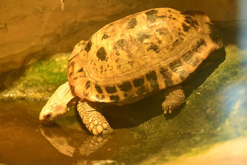 走進動物世界享受奇境之旅青島森林野生動物世界歡迎您