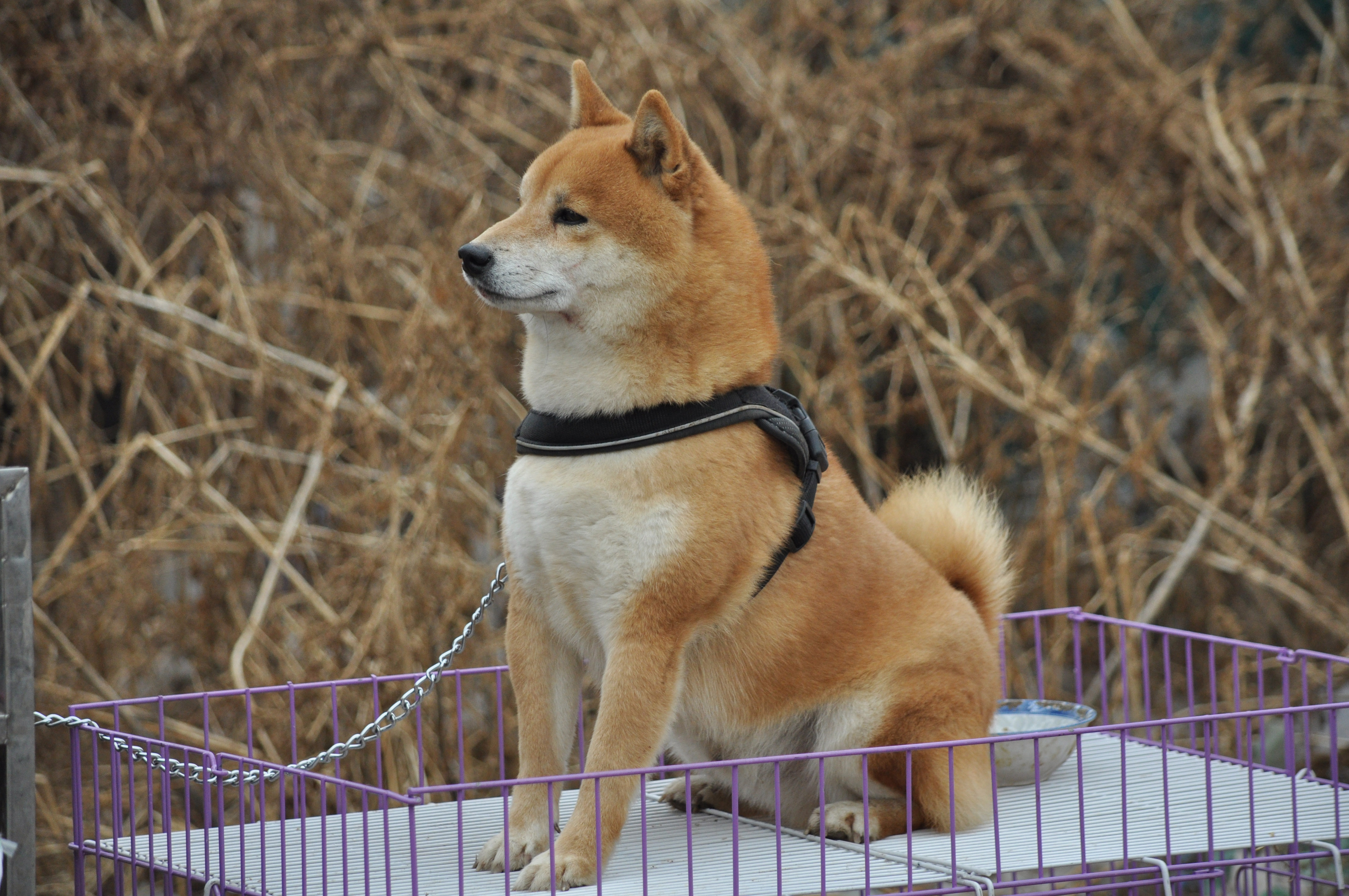 柴犬,集市上越来越少见,短毛的柴犬爱干净,就算主人没时间帮忙打理