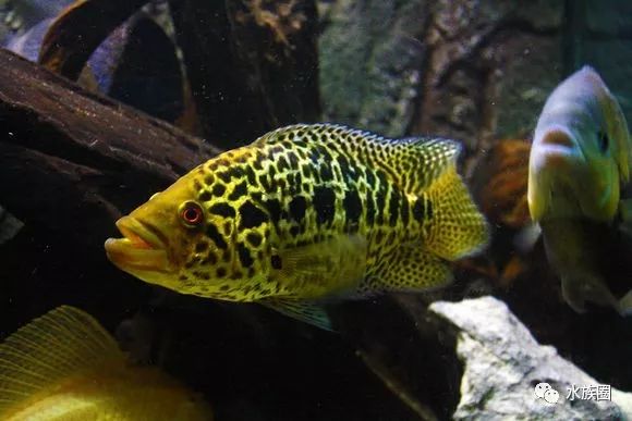 中南美洲慈鲷饲养环境_美洲慈鲷水族箱造景_珊瑚慈鲷与