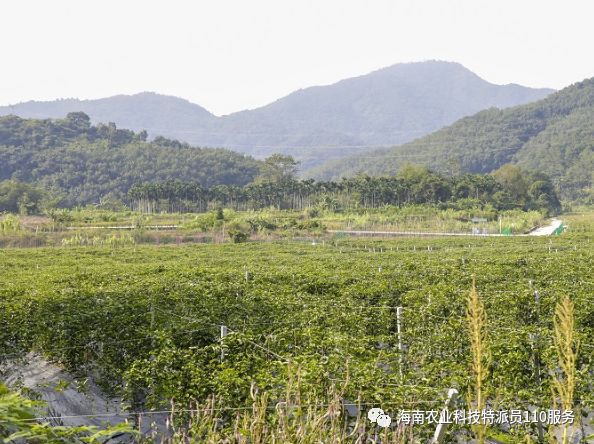 科技扶貧產量是傳統種植方式3至5倍五指山市毛道村雙層垂簾種植百香果