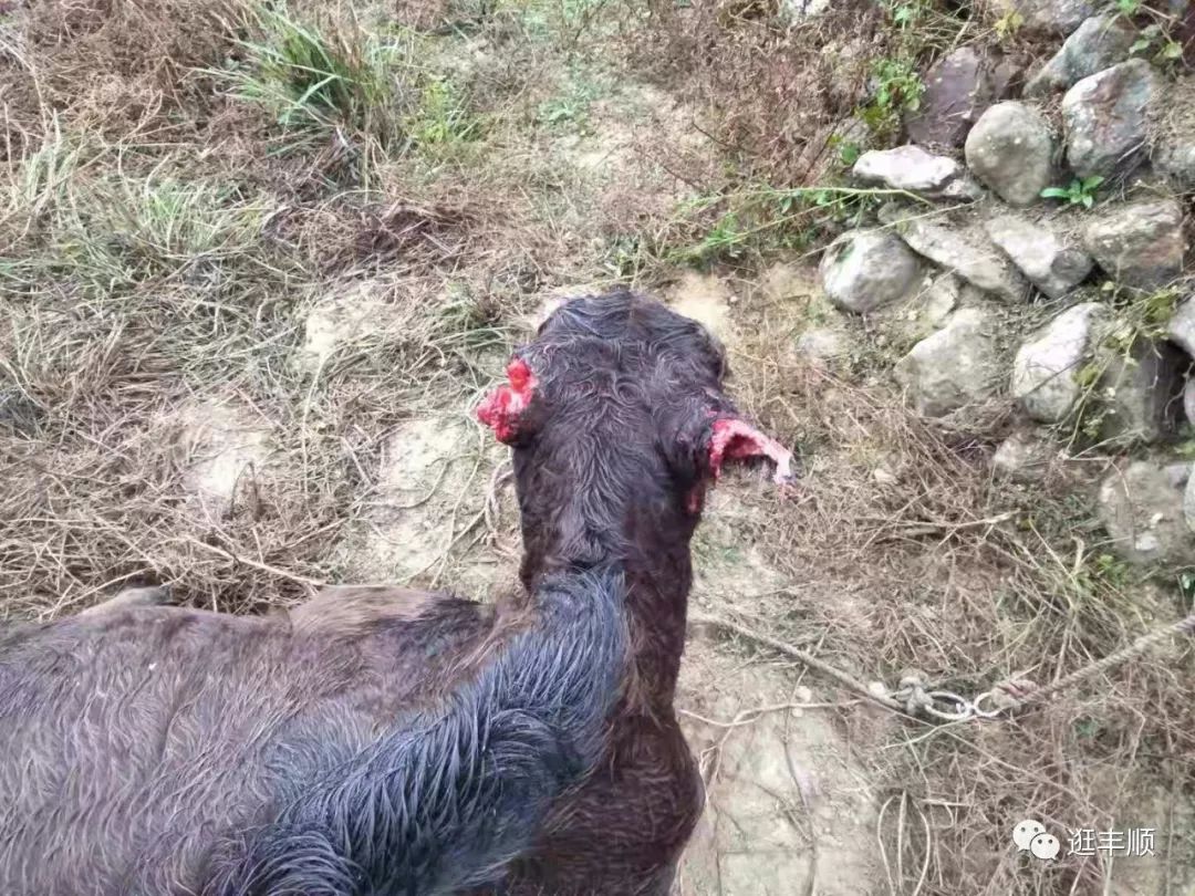 膽小勿看！梅州又出現一頭牛被攻擊事件：耳朵沒了，肛門被掏 寵物 第2張