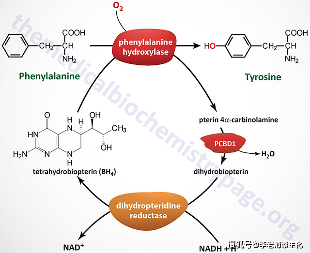 苯丙氨酸由苯丙氨酸羥化酶(pah)催化生成酪氨酸,這也是酪氨酸的合成