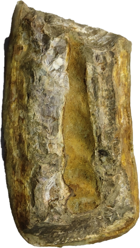 剑齿象牙齿化石图片图片
