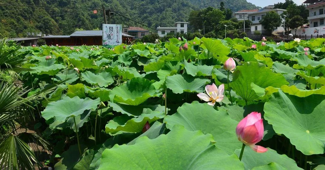 我市新增江西省5a級鄉村旅遊點一處,4a級鄉村旅遊點三處_萍鄉