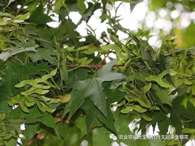 元宝枫果实的采收与脱粒_翅果