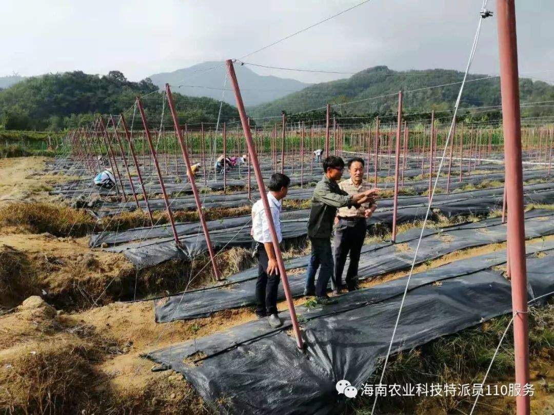 科技扶貧產量是傳統種植方式3至5倍五指山市毛道村雙層垂簾種植百香果