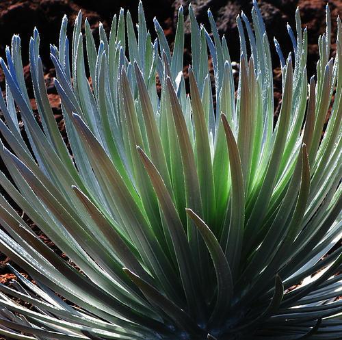 夏威夷的这种植物,只能在火山口看到,每90年才开一次花_银剑菊