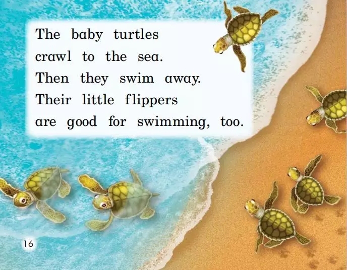 邦元英语motherseaturtle海龟妈妈