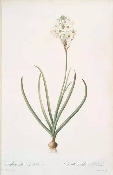 植物画家笔下的美丽绘图 埃尔