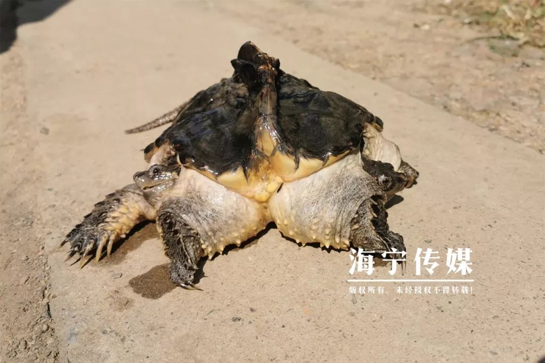 但是却共用一对后爪两个头各有一对前爪这只"双头鳄龟"一共长了6条腿