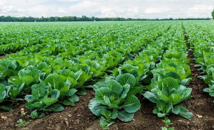 有机肥种植出来的蔬菜