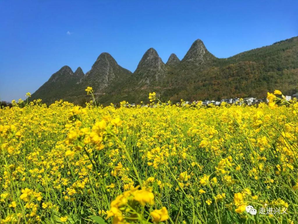 太美了!貴州這個地方油菜花已經開了