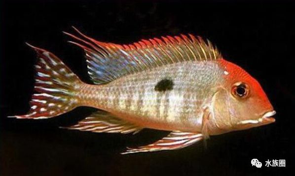 珊瑚慈鲷与_中南美洲慈鲷饲养环境_美洲慈鲷水族箱造景