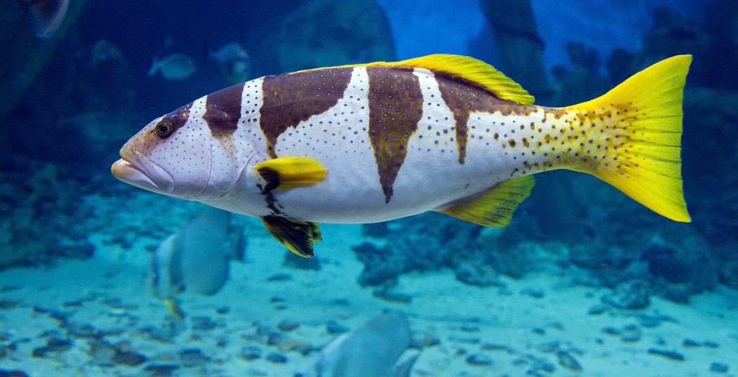 行情,全球海鲜资讯4 人赞同了该文章在海洋中有这么一类鱼被统称为