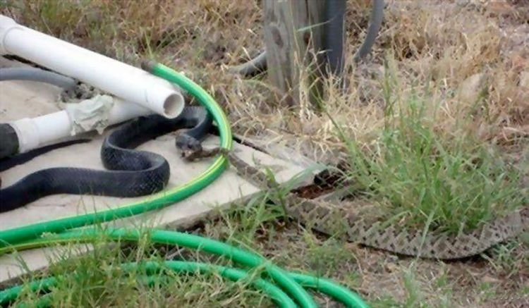 北美蛇王不是所有蛇都吃蛇但吃蛇的都叫王蛇