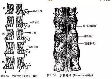 外側支支配骶棘肌.