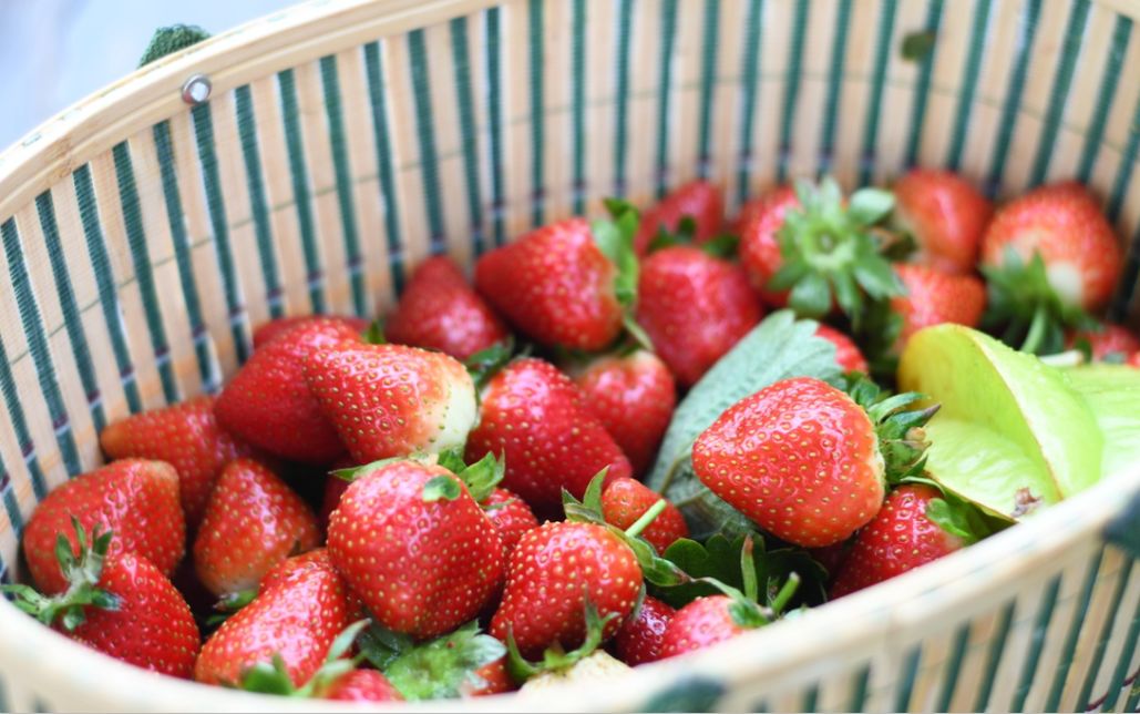 冬日水果供应不断!三水这4a农业公园的草莓,圣女果开摘啦_杨桃