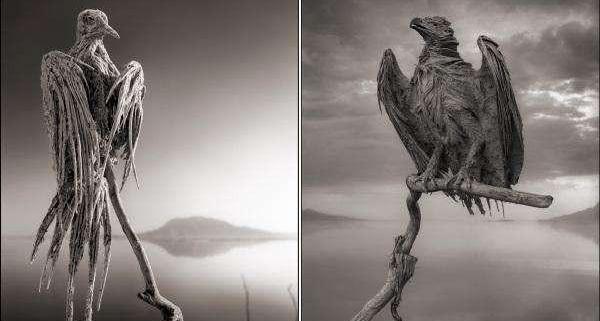 号称冥河的纳特龙湖为什么会出现这么多动物干尸