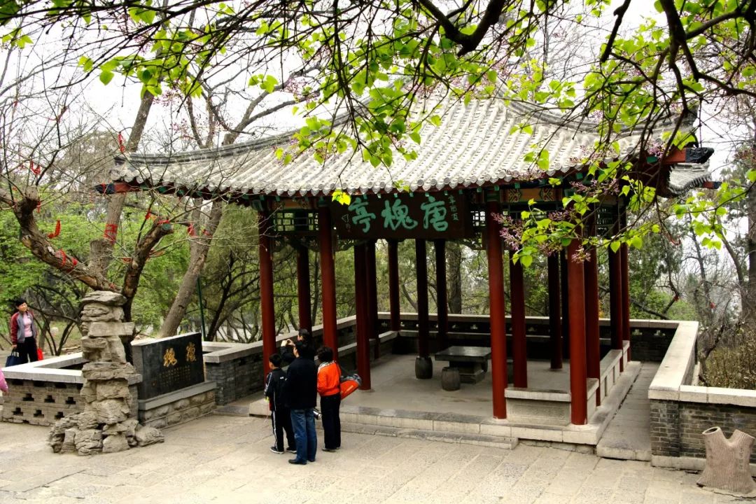 有历史有故事有颜值千佛山唐槐实力入选济南十大树王