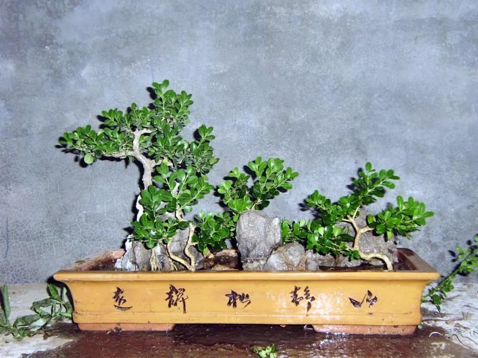 这7种树养在花盆里越养越值钱