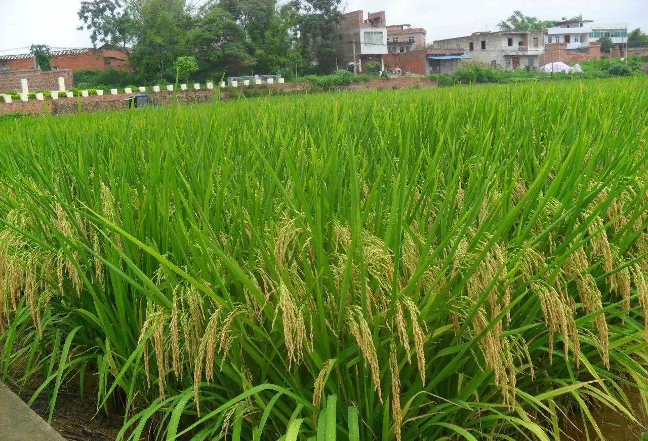 稻谷价格回到7年前,水稻生产成本增加,如何能让稻农有积极性?