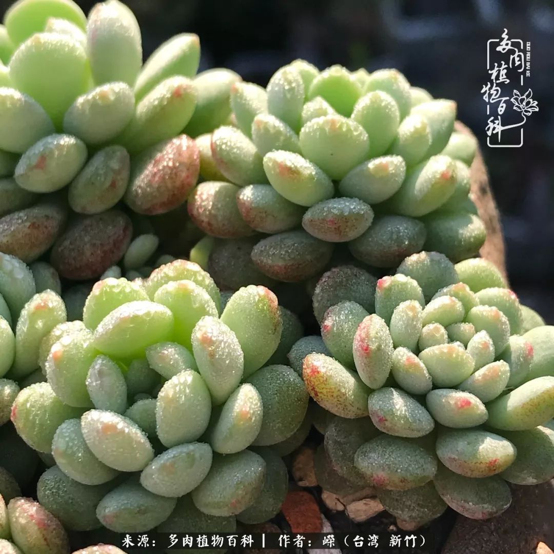 我的多肉小日子平凡而快乐因为灵魂找到了寄托