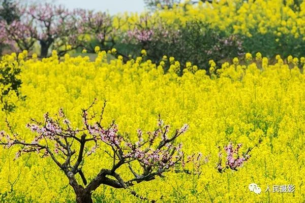 美丽乡村入画来美丽新棠树杯摄影大赛揭晓