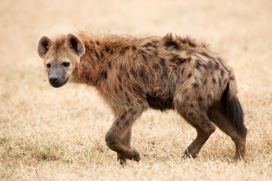 狮子王里的鬣狗图片