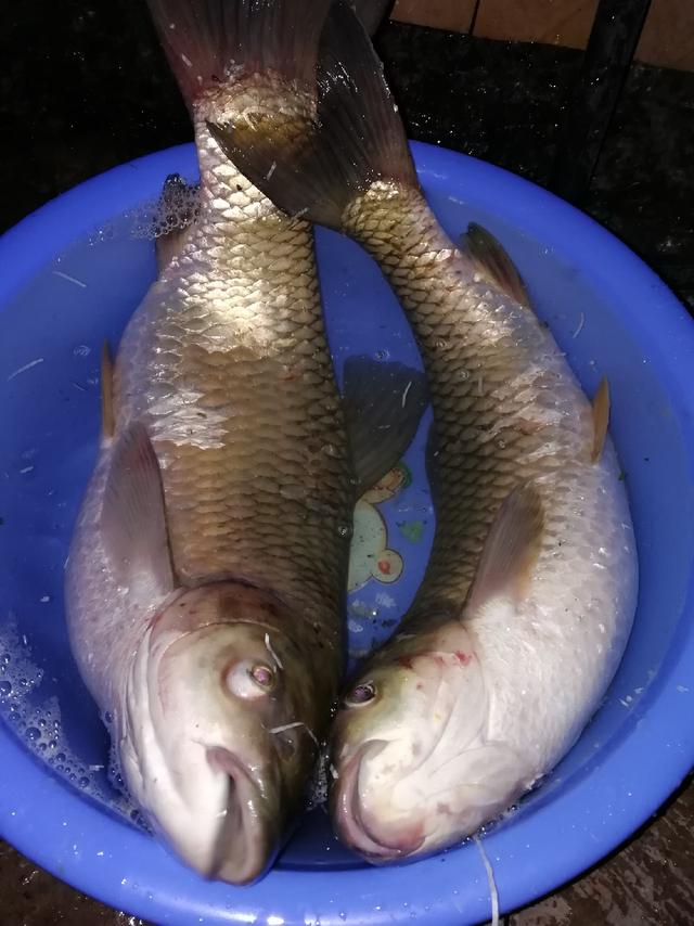 抛烦恼忧愁,收获快乐,2019各位钓友且钓且珍惜_渔获