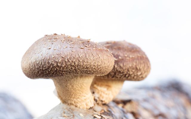 香菇接完菌后该怎样管理这份巨细无遗的管理手册请收下