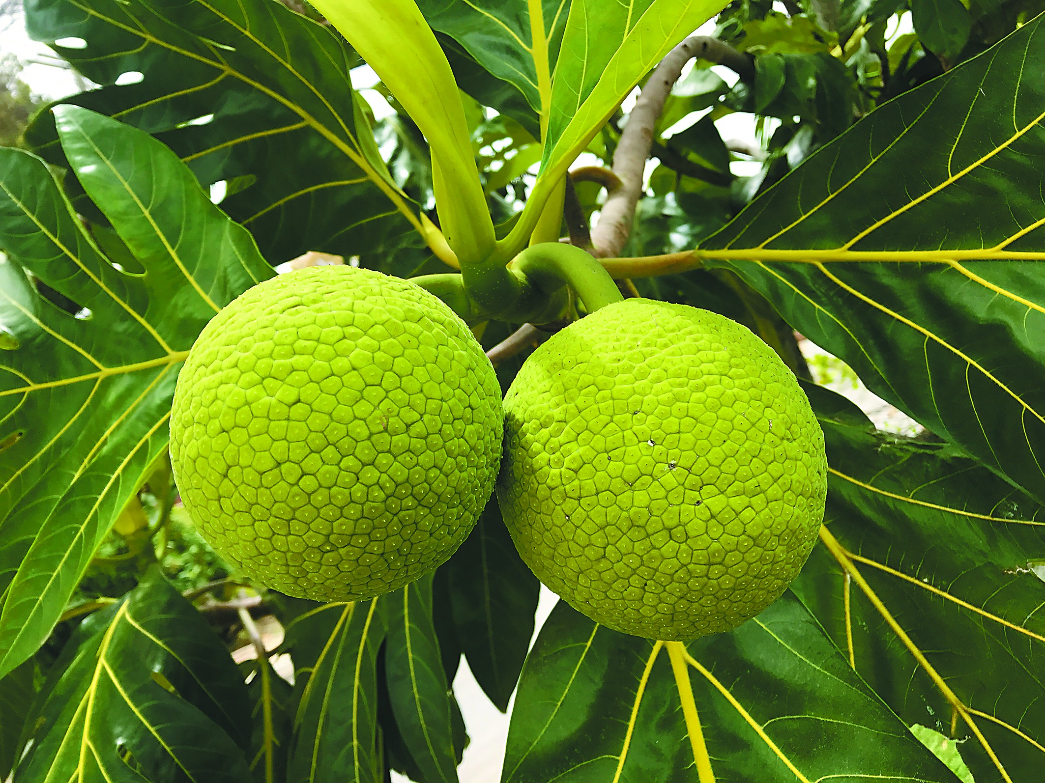 顺其自然敬畏自然