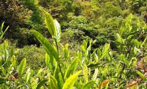 菜茶属于灌木型中叶类,品种则很多很杂,武夷茶史上所载的数百个茶树
