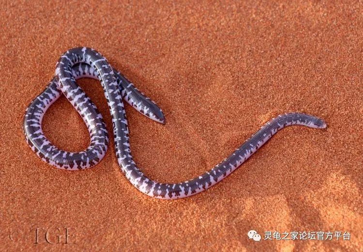 4,钩鼻盲蛇 rhinotyphlops schinzi3,南非岩蟒/纳塔尔岩蟒 python