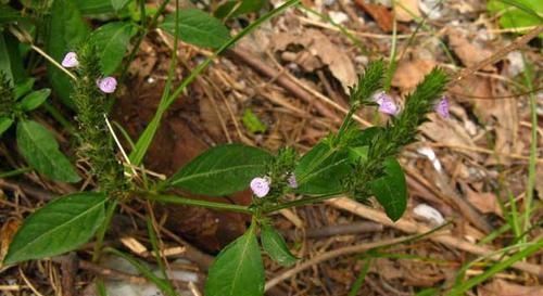 这东西,俗称"孩儿草",市面一斤200元,却被当野草除掉,可惜