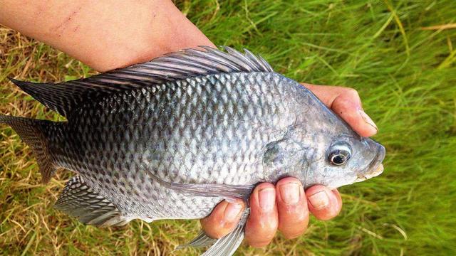 北方人最擅長釣鯽魚,南方釣友表示不服:有本事來掐一場非洲鯽魚