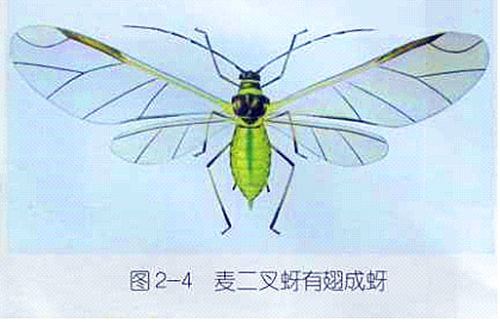 艾莱达药肥告诉你如何防治小麦蚜虫