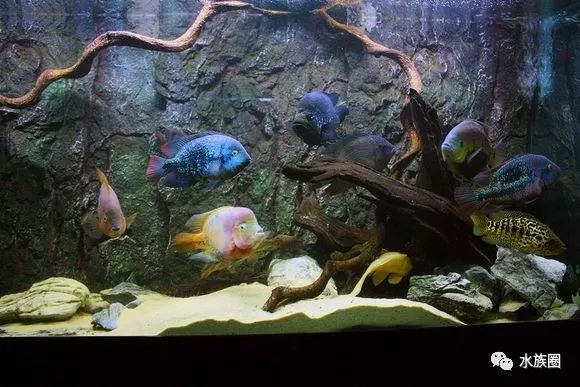 中南美洲慈鲷饲养环境_珊瑚慈鲷与_美洲慈鲷水族箱造景