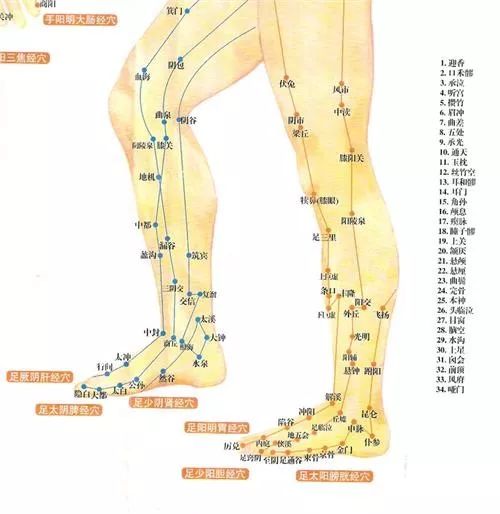 大腿外侧是什么经络图片