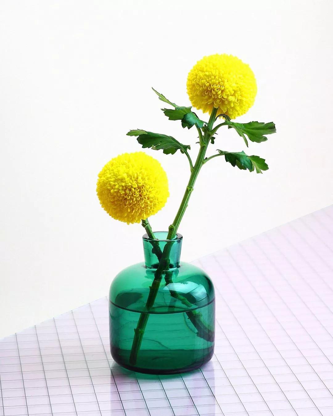 乒乓菊就如同它的名字一样,一眼看过去就似一个乒