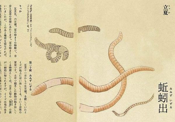 一候曰:"蚯蚓结.