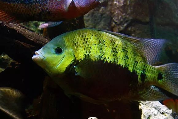 美洲慈鲷水族箱造景_珊瑚慈鲷与_中南美洲慈鲷饲养环境